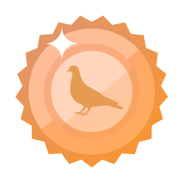 Bronze Pigeon